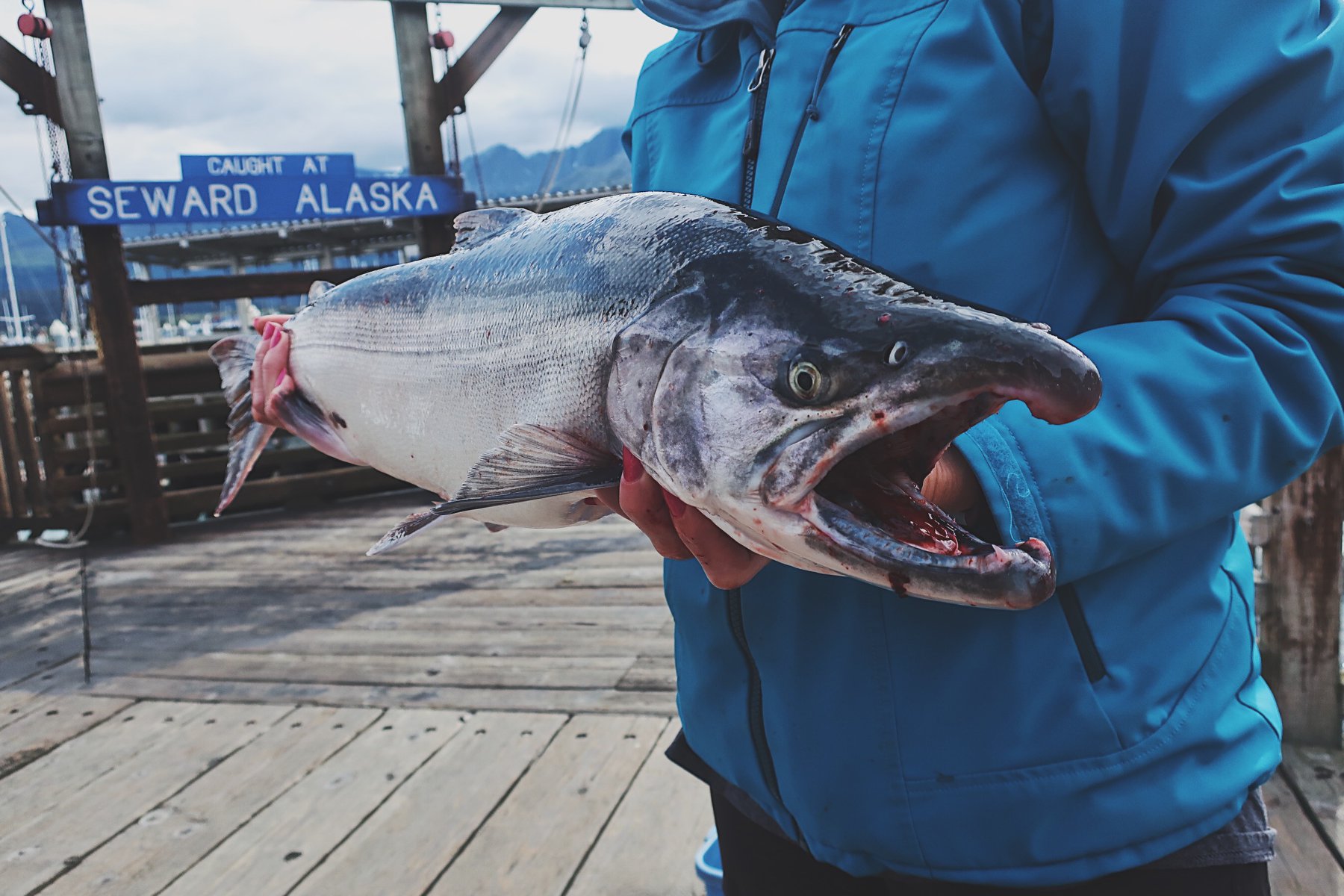Home Seward Silver Salmon Derby